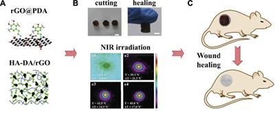 Research Progress on Polydopamine Nanoparticles for Tissue Engineering